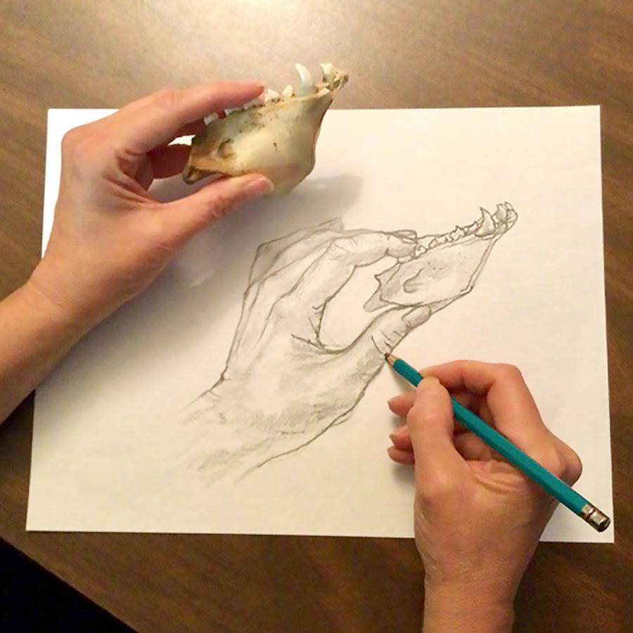 Person holding a jaw bone and drawing a picture of it Person holding a jaw bone and drawing a picture of it