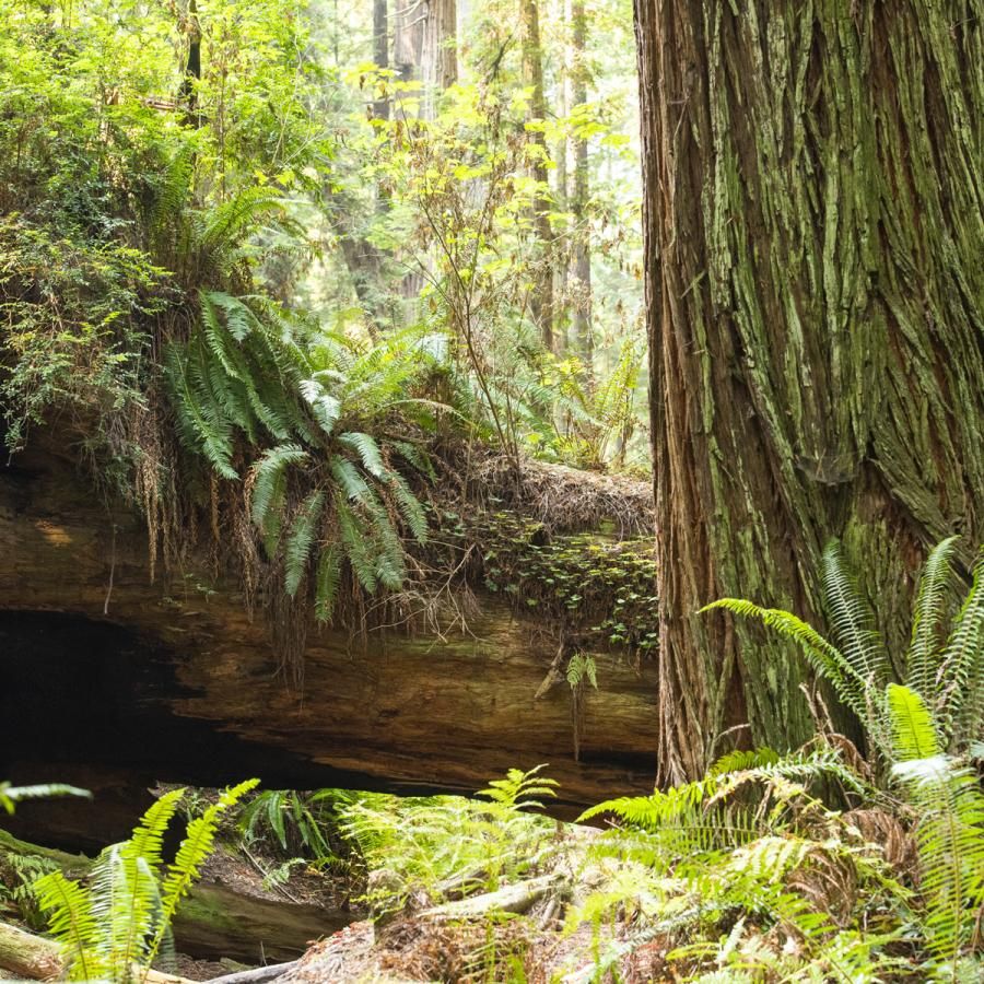 Arcata Community forest scene with trees and ferns Arcata Community forest scene with trees and ferns