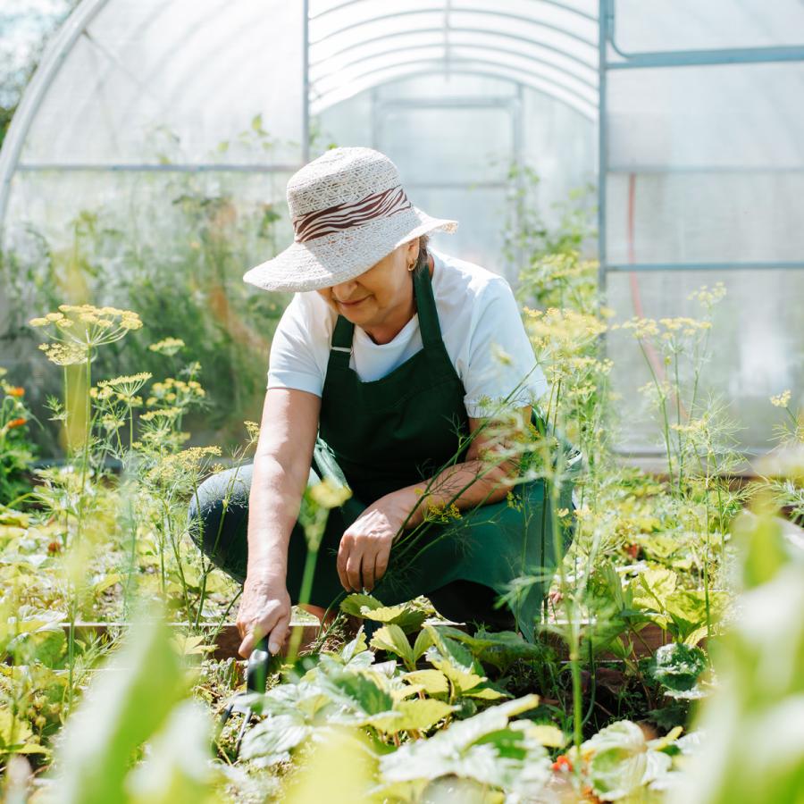 Older woman working in garden, greenhouse in background