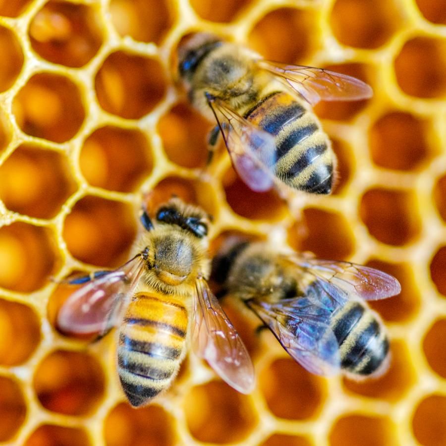 Close up of three honeybees in a hive