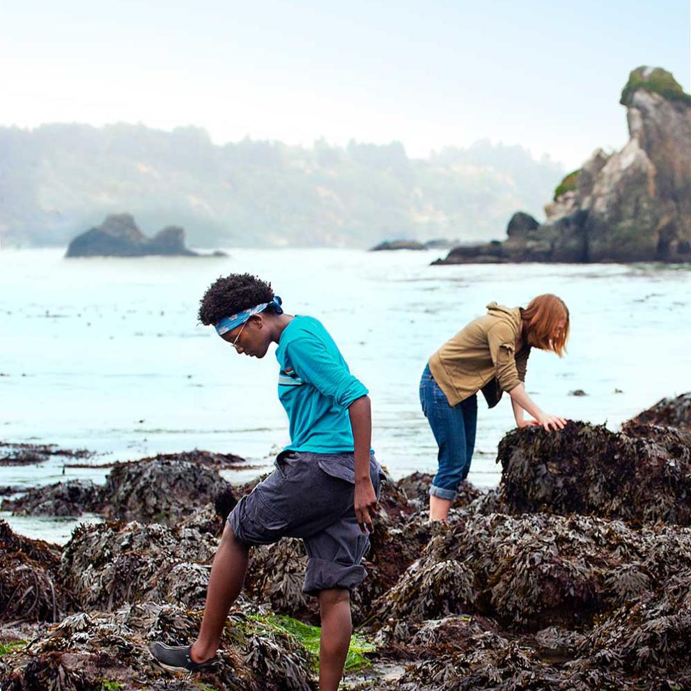 Students searching tide pools