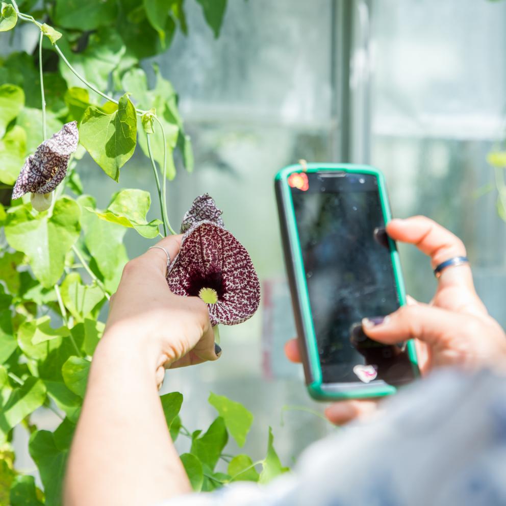 student taking a photo of a plant 