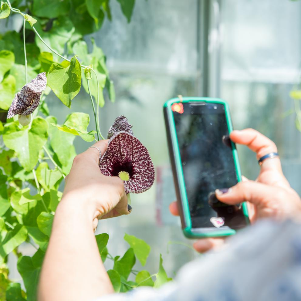 student taking a photo of a plant