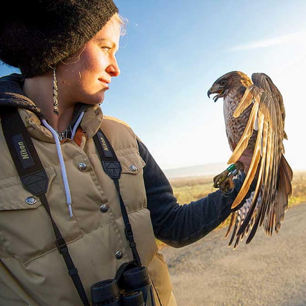 Raptor field study