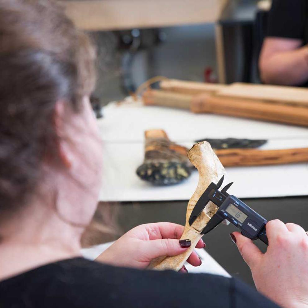 Student measuring a bone with calipers