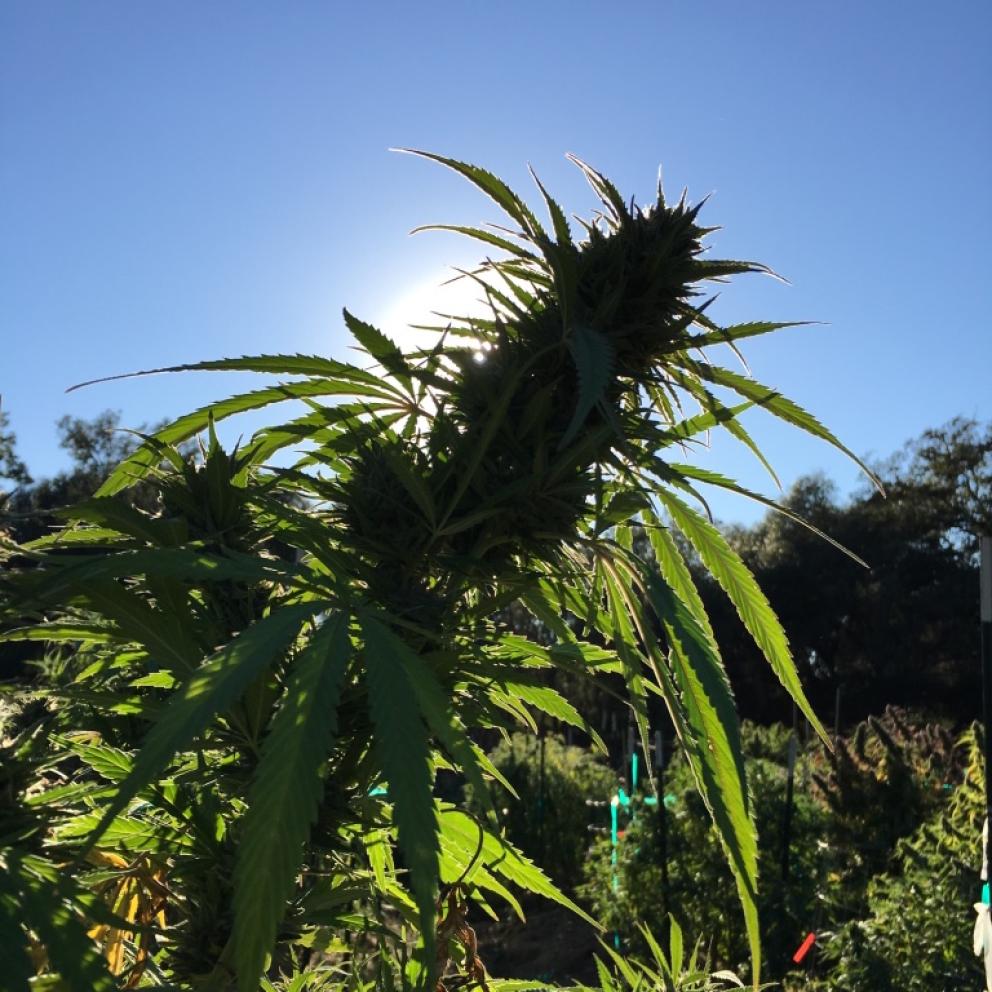 Cannabis plant
