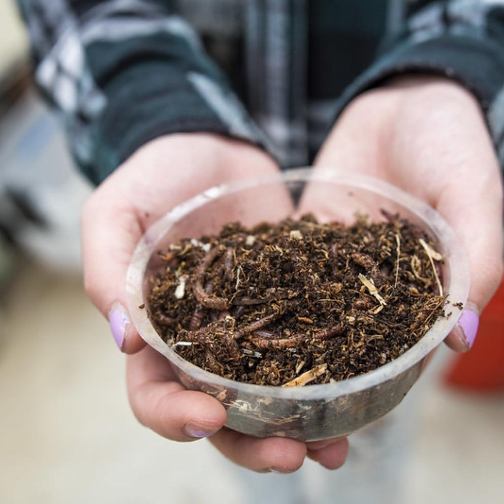 Compost and worms