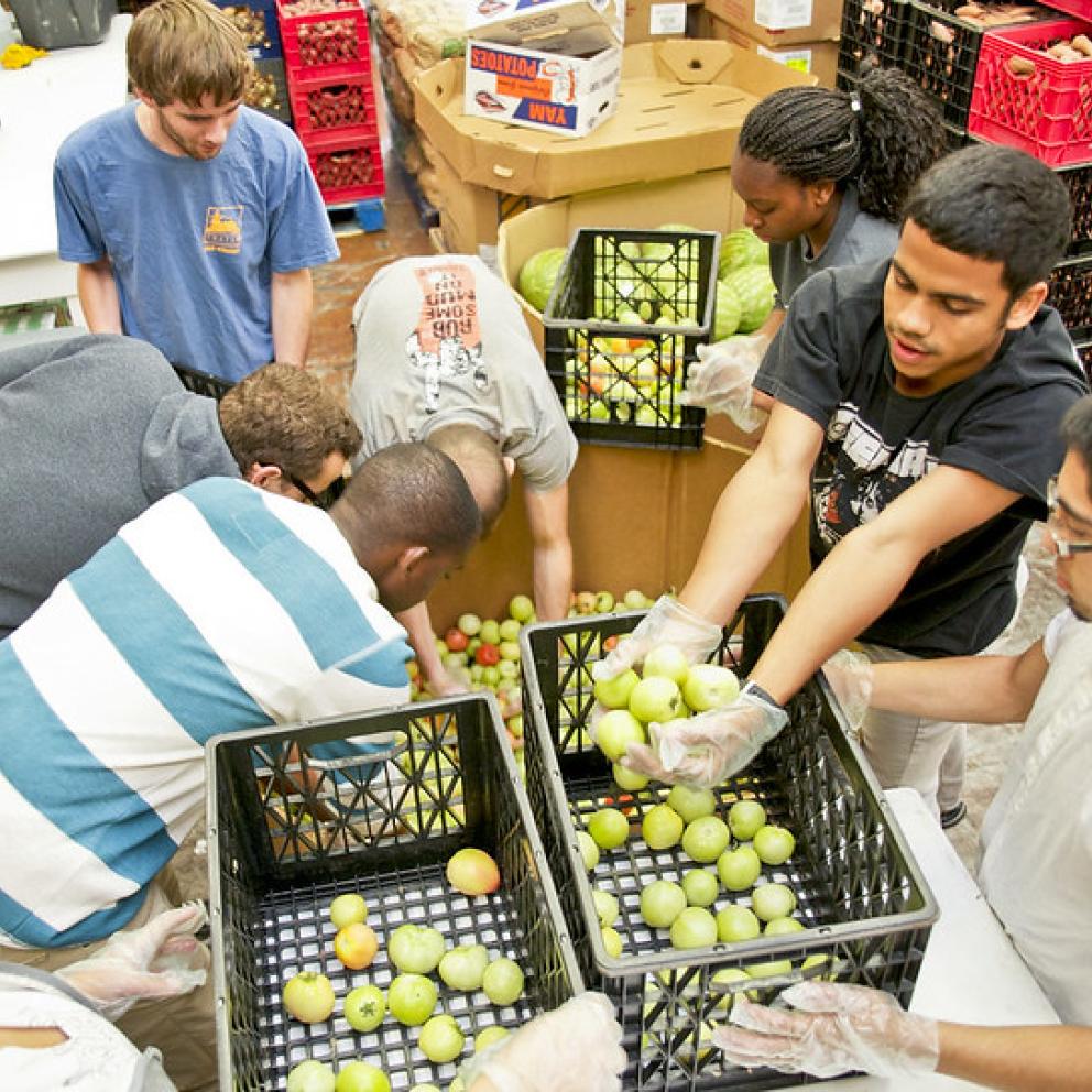 Apple sorting at "Food for People"