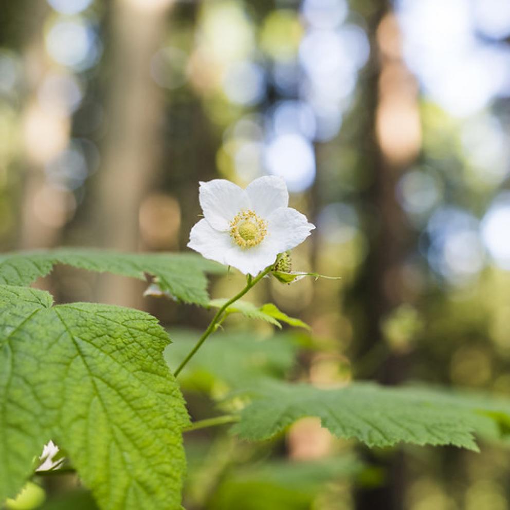 Thimbleberry Flower