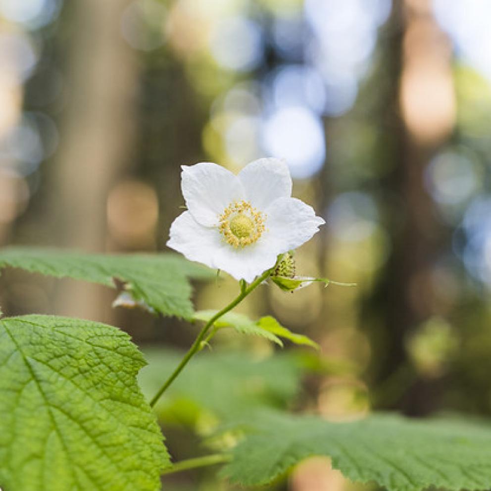 Thimbleberry Flower