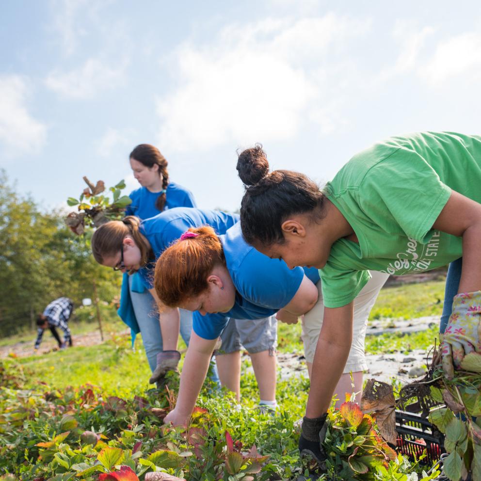 Pulling weeds at the Potawot Garden