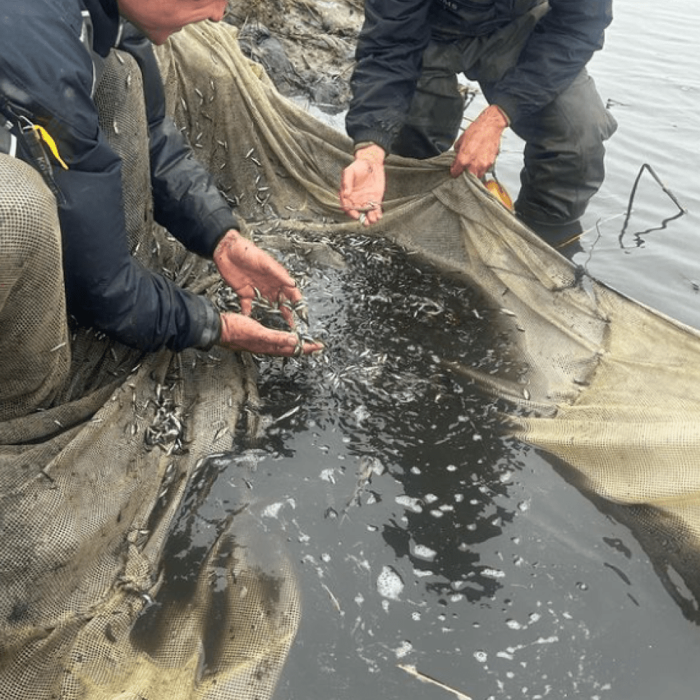 Students working with young fish