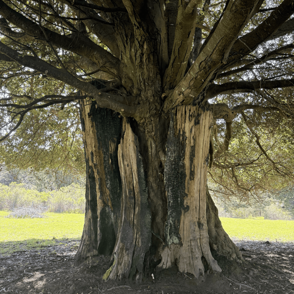 A photo of a tree taken at Blue Lake Rancheria