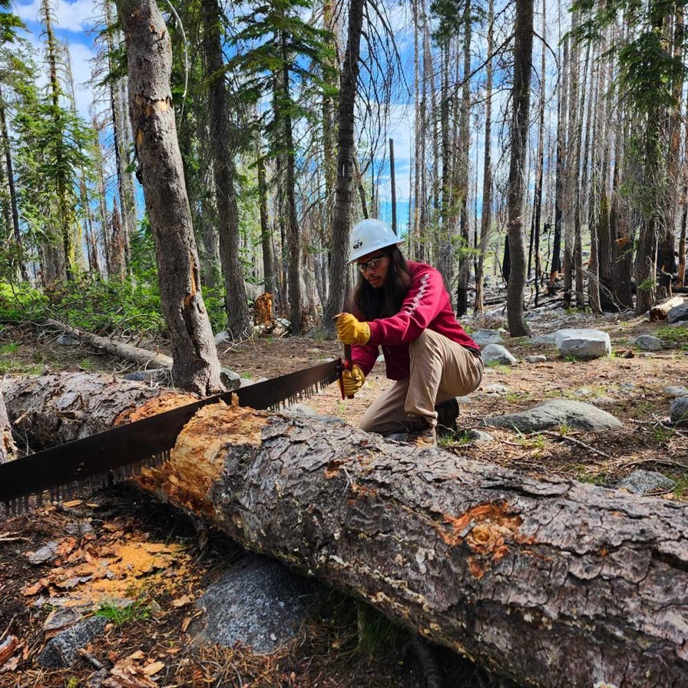 Forestry student using hand saw on log