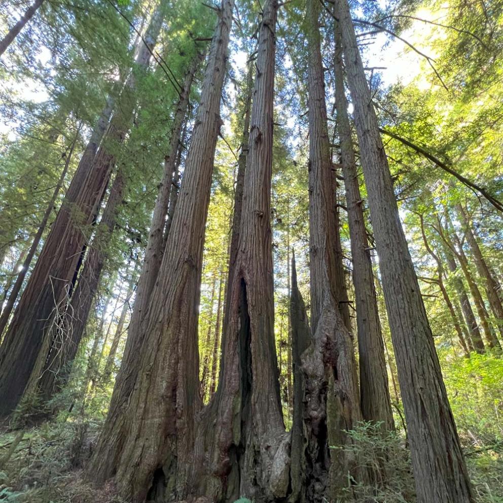 Grove of Redwoods