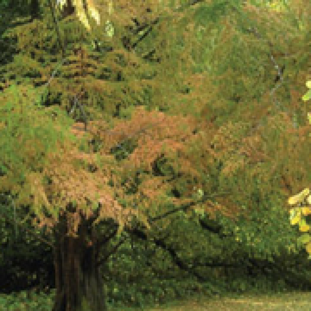 Dawn Redwood