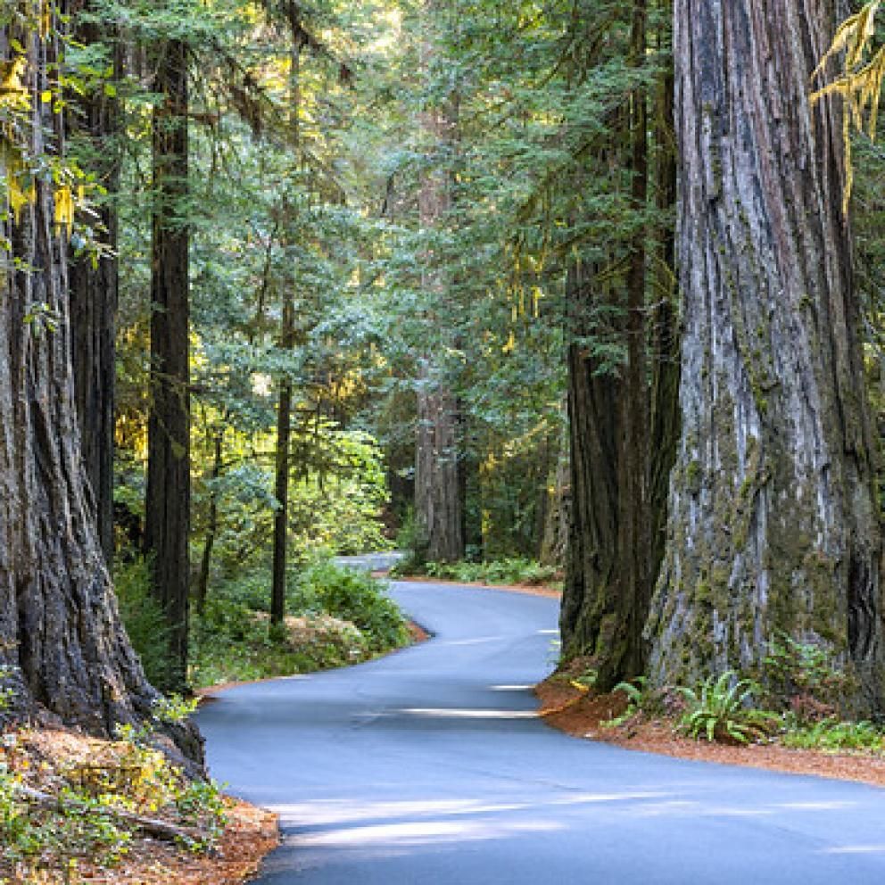 Redwood Forest
