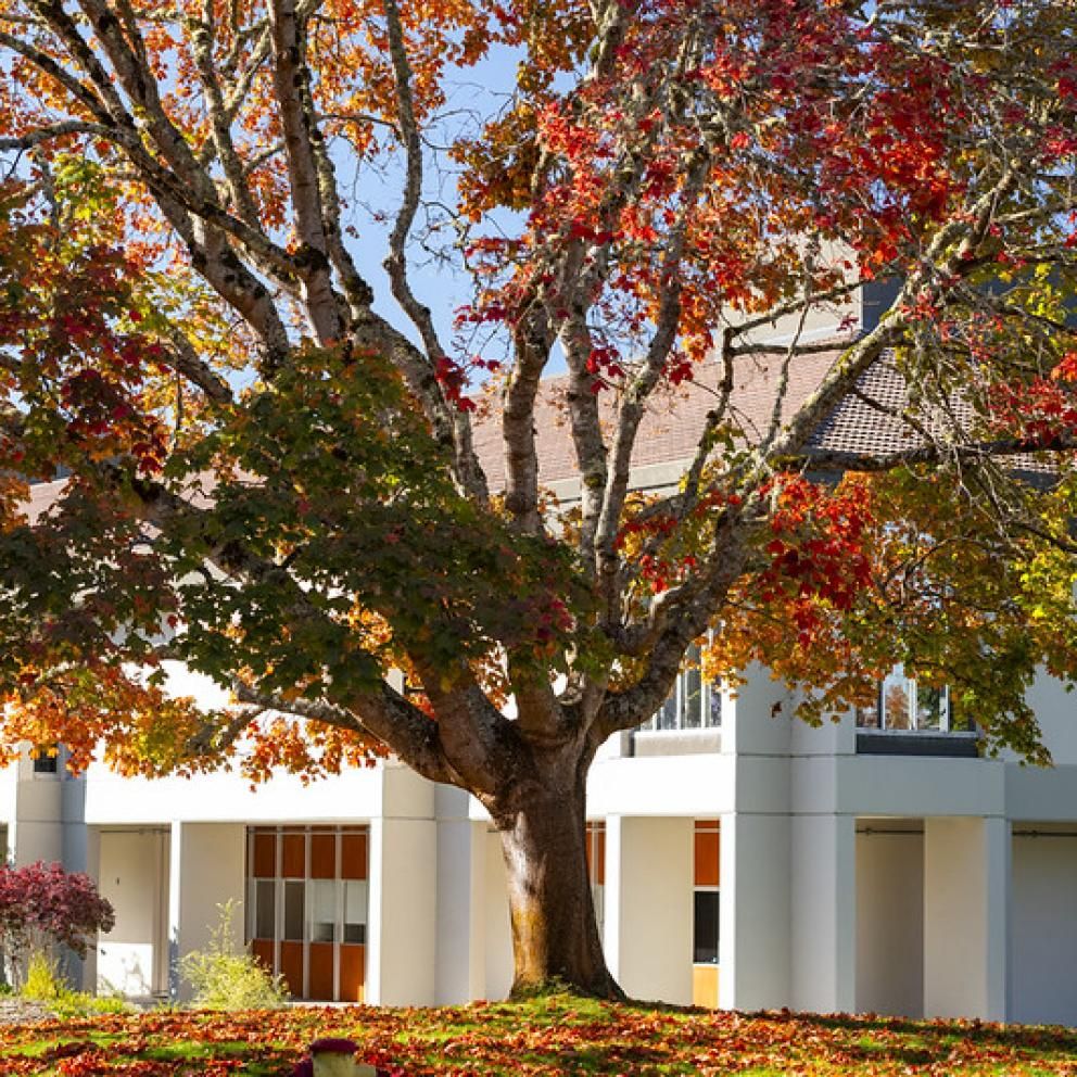 Tree in front of the library with leaves of green, brown and orange. 
