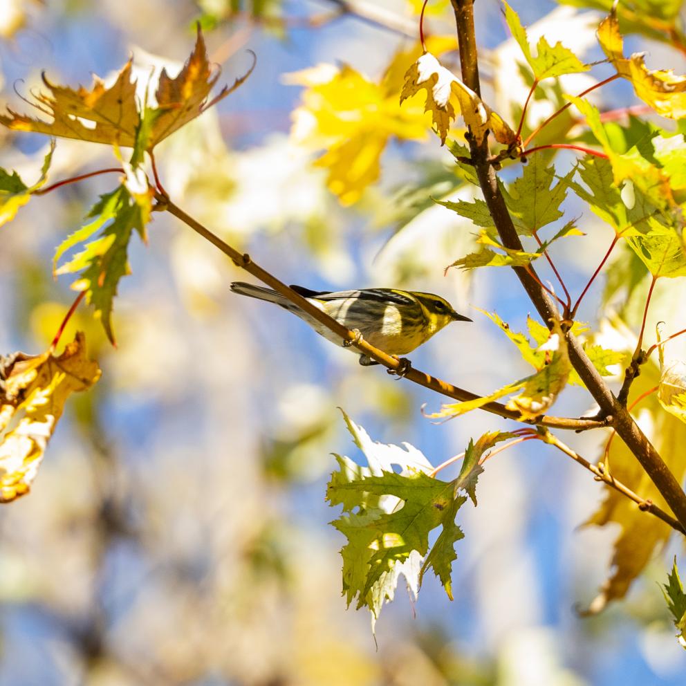 Image of a bird in a tree of yellow leaves