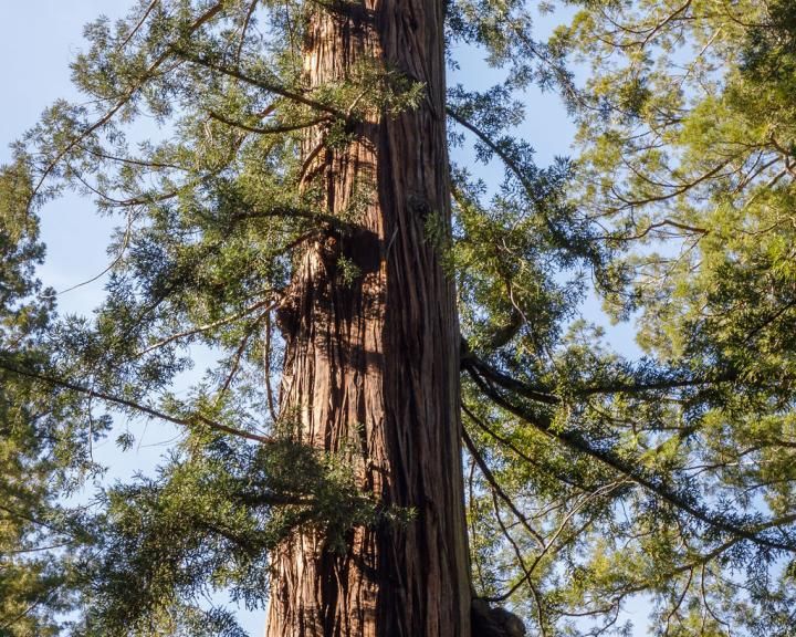 Developing a Climate Forward Workforce and Innovation Pipeline for Forest and Community Resilience Led by Forest WRX Alliance