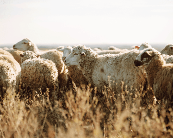 The California Center for Rural Policy - Redwood Region RISE - Projects - Regional Wool Industry Cluster