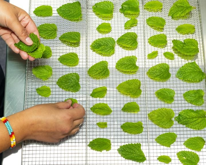 Drying herbs