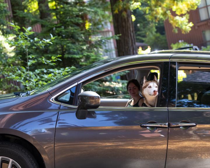 car with a dog looking out the window