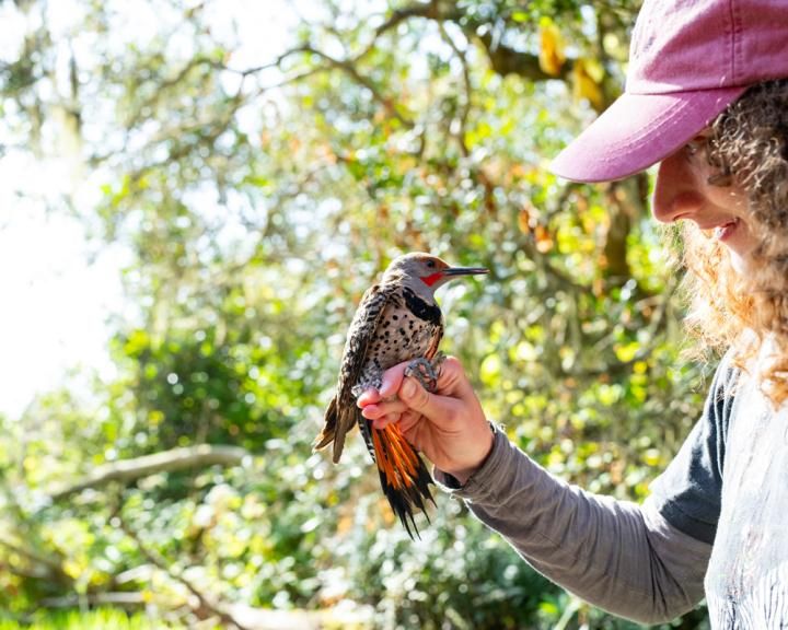 Person holding a burd with black spots, orange tail, and red cheeks