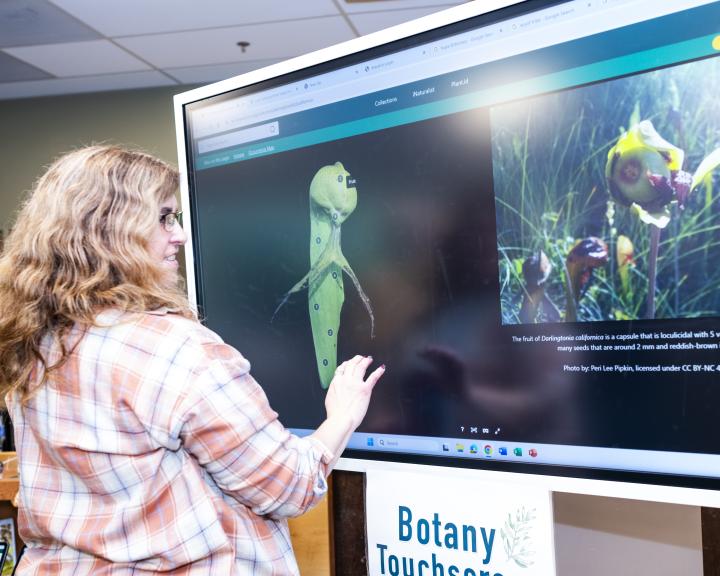 Student touching the screen and looking at the 3D Herbarium