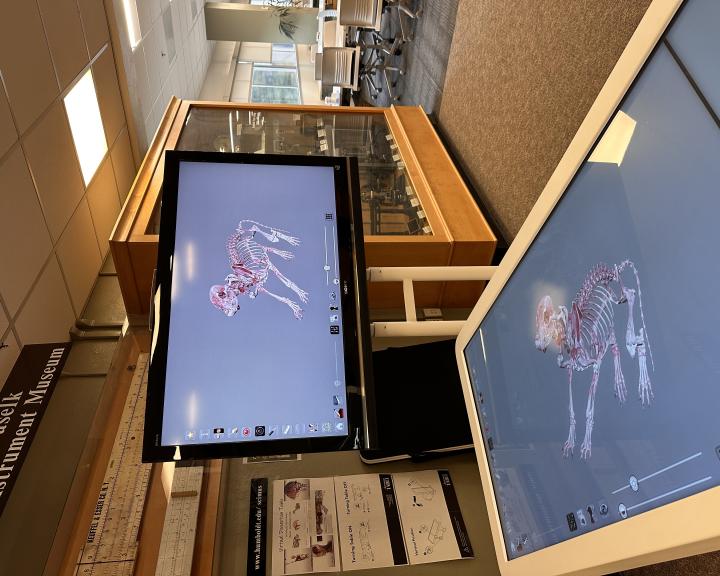 A beagle skeleton displayed both on the anatomage digital dissection table and on the paired monitor.