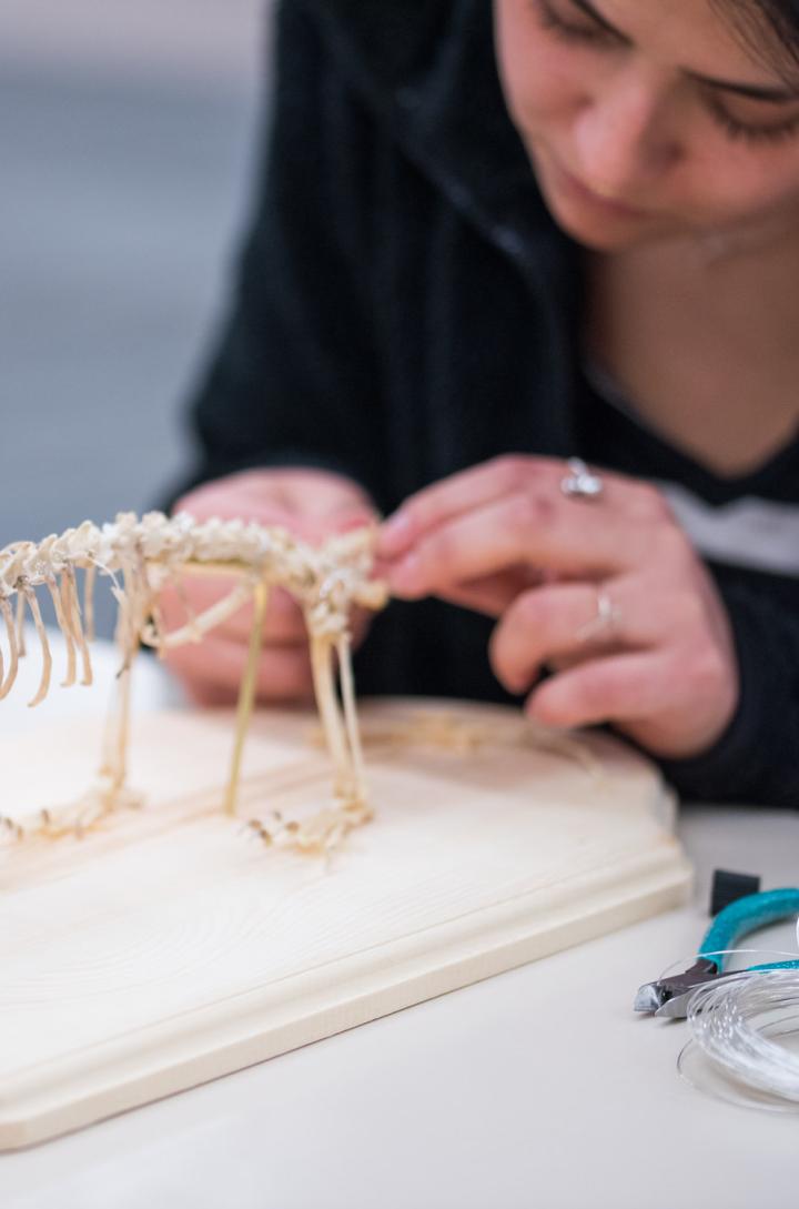 Student assembling a mink skeleton