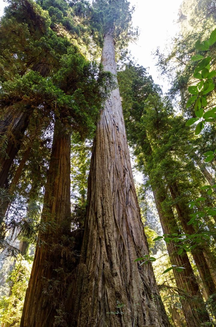 The California Center for Rural Policy - Redwood Region RISE - Del Norte County Redwoods - Kumler
