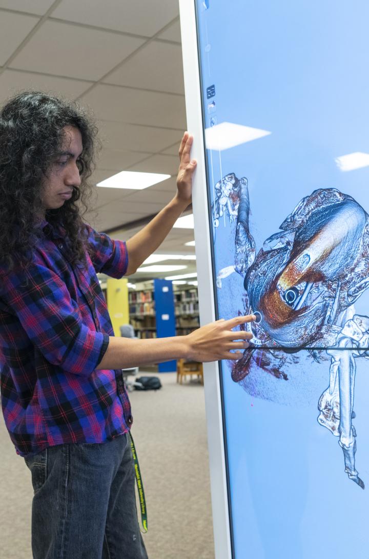 Student interacting with dissection table