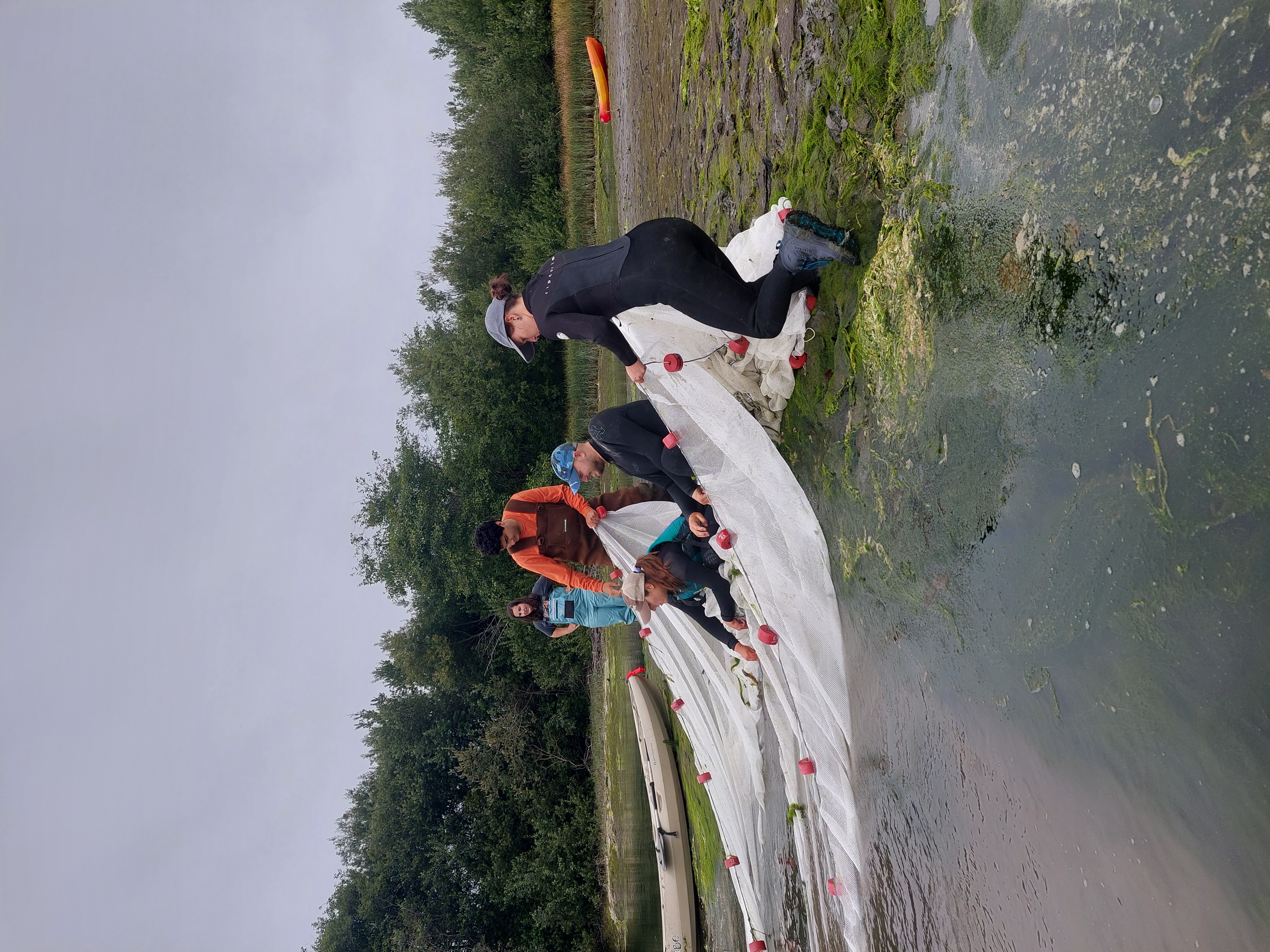 Salmonid Field crew seineing in Humboldt Bay