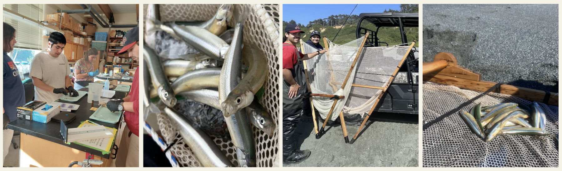 String of surfsmelt project sampling photos