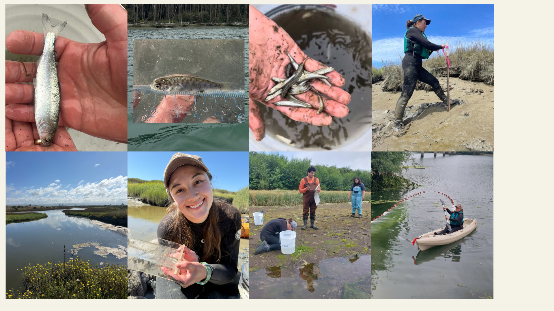 reel of salmonid sampling and juvenile salmonids