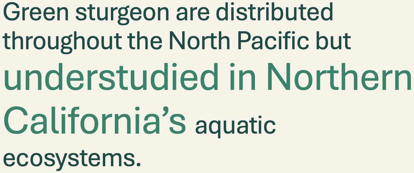 Green sturgeon are distributed throughout the North Pacific but understudied in Northern California’s aquatic ecosystems.