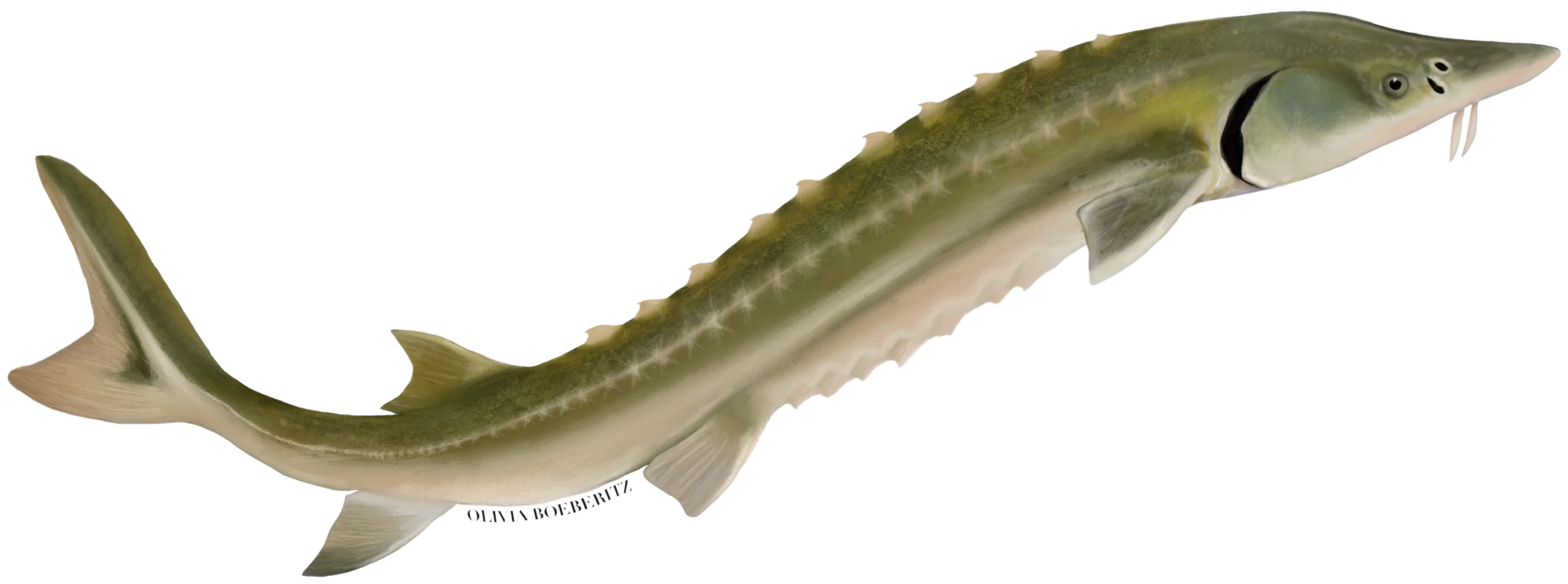 Drawing of a Green Sturgeon