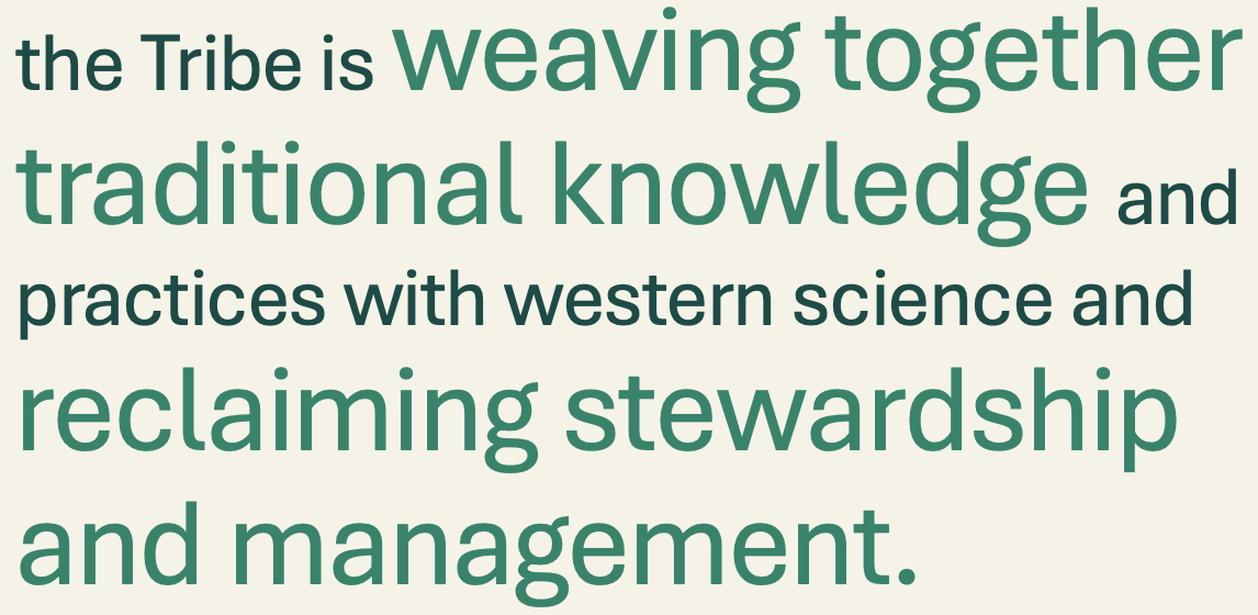 the Tribe is weaving together traditional knowledge and practices with western science and reclaiming stewardship and management.