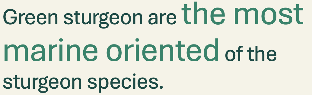 Green sturgeon are the most marine oriented of the sturgeon species.