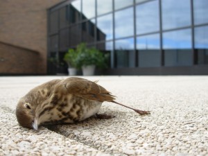 deads bird
