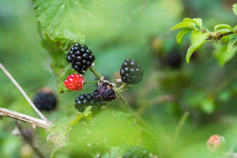 Blackberry
