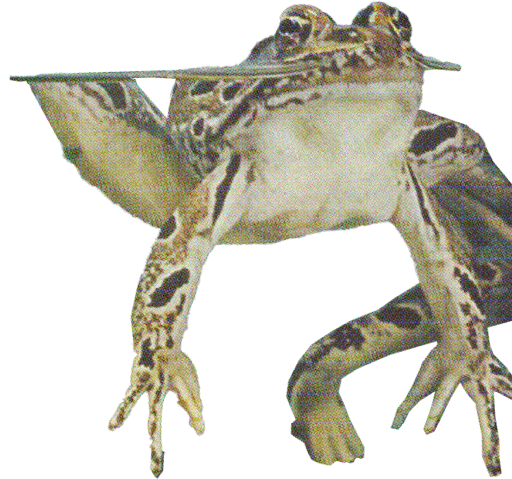 frog